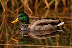 David Plant Photography - Wildlife Photographer - Mallard male - J